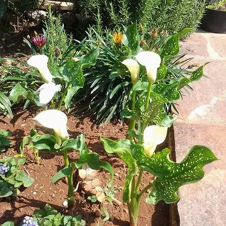 Mihael And Melani Porec
